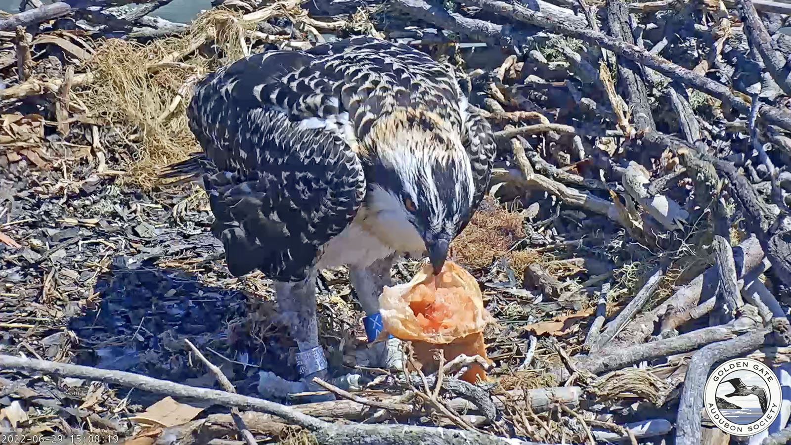 Seven-week-old Osprey nestlings