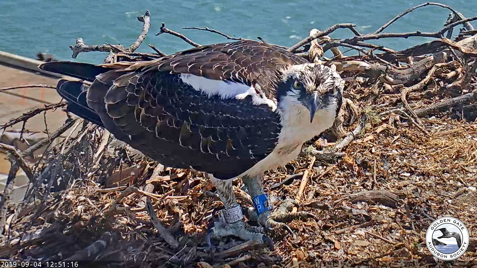2020 juvenile Peace-up appeared on the nest several weeks after he had been seen on the nest