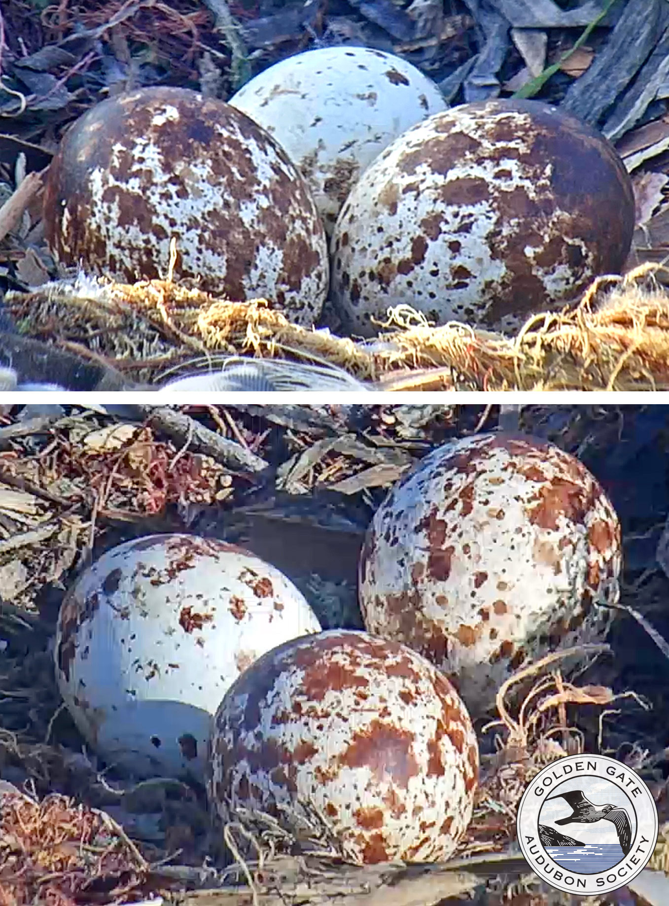 Osprey eggs