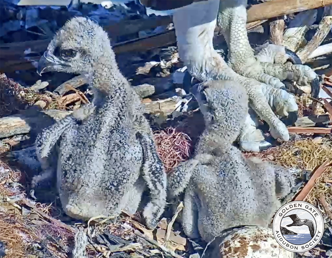 Two-week-old Osprey chicks